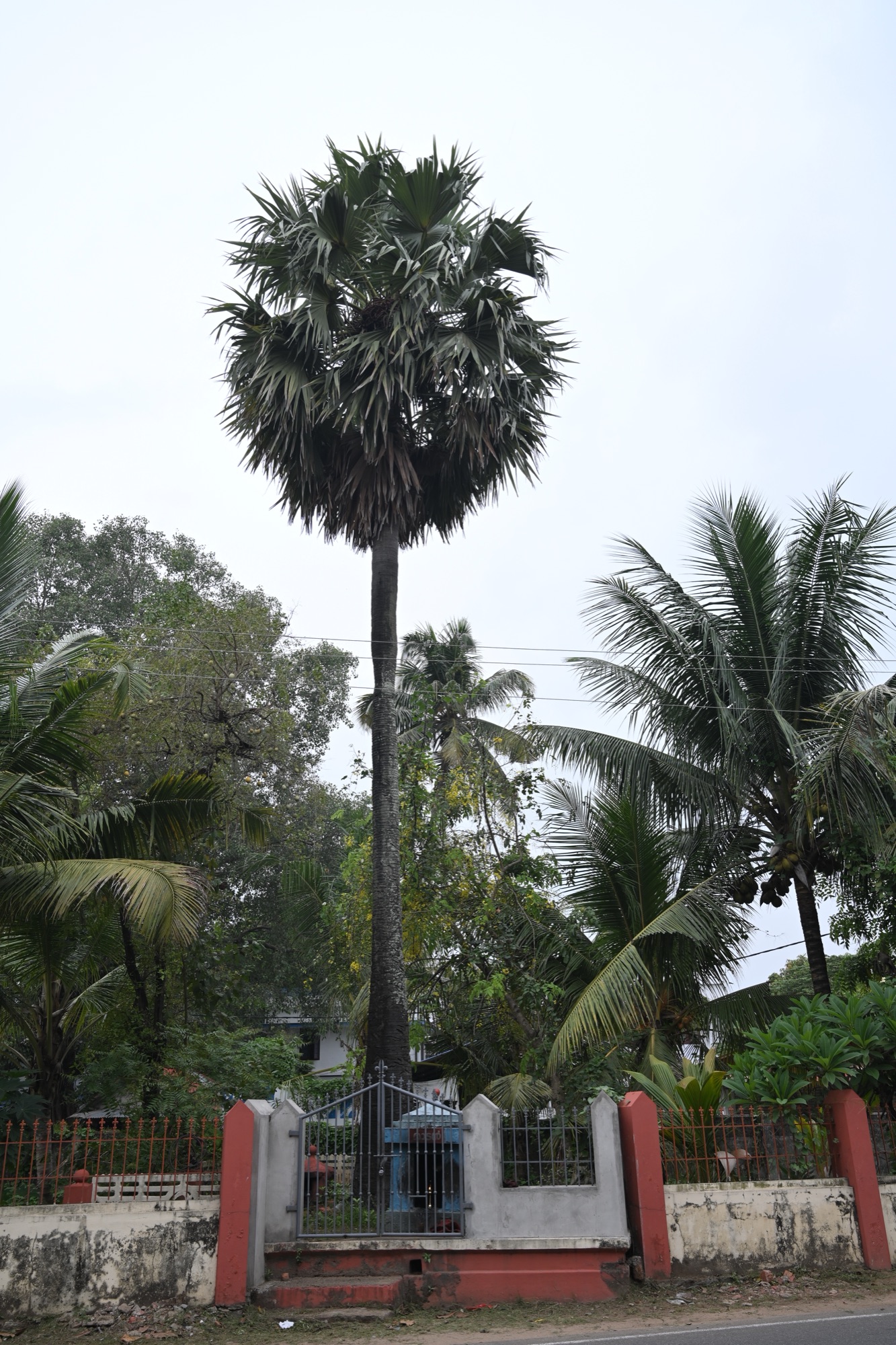 ഒറ്റ പന
